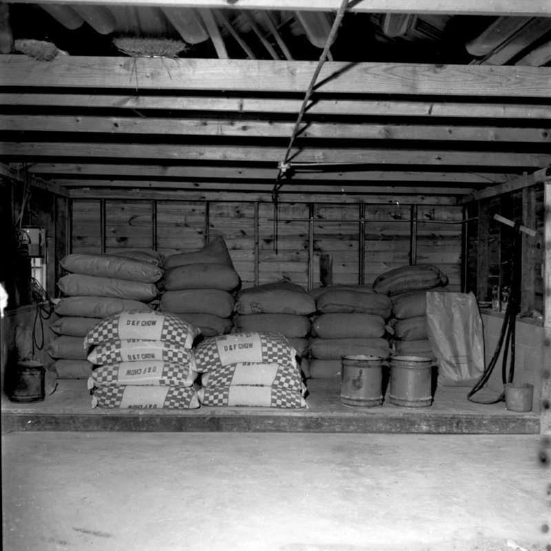 017_to eat some feed. (1951).jpg